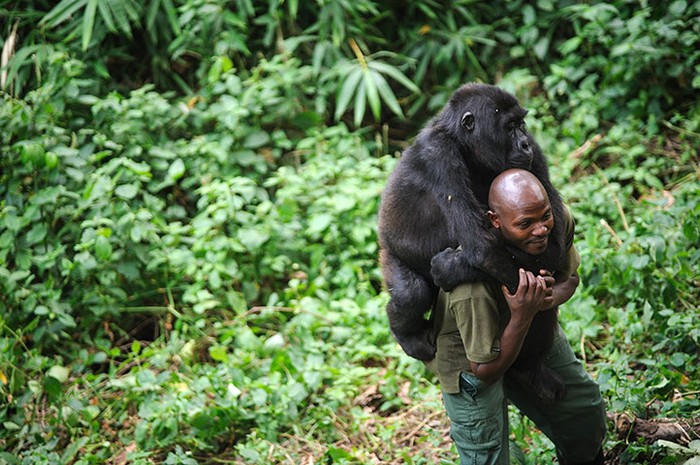 Một người đàn ông đang "đùa giỡn" khỉ đột tại công viên quốc gia Virunga.